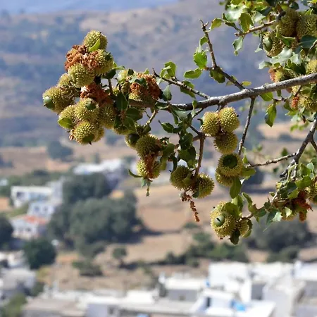 με θέα το χωριό & το όρος ζευς! 公寓 *