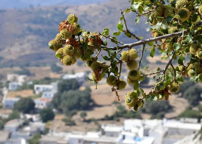 με θέα το χωριό & το όρος ζευς! Апартаменты *