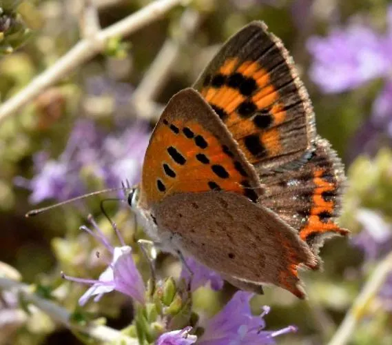 με θέα το χωριό & το όρος ζευς! *